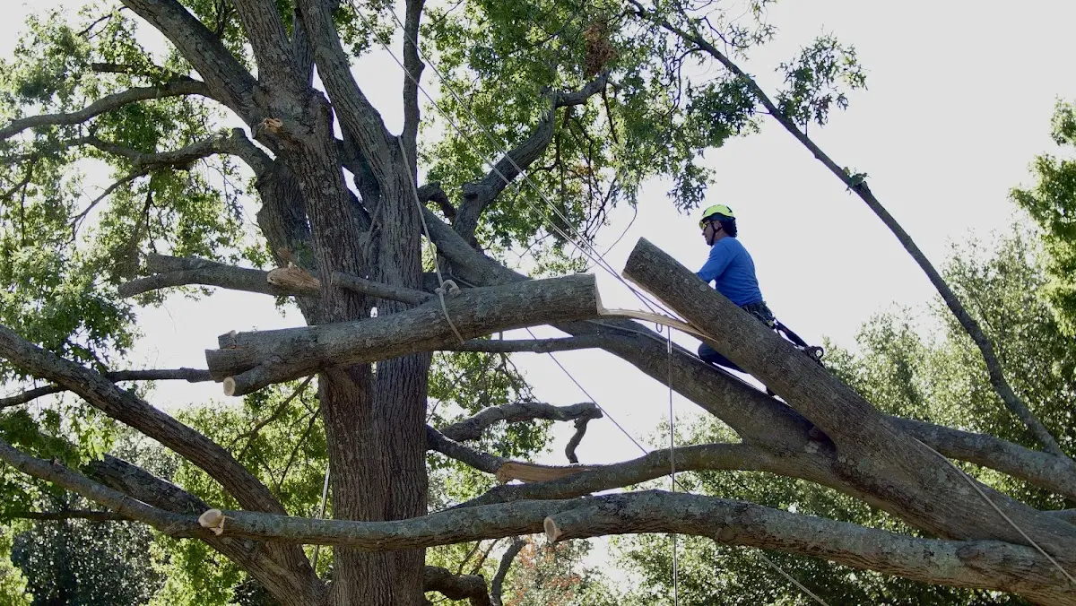 Professional Crown Thinning performed by certified arborists in Farmersburg