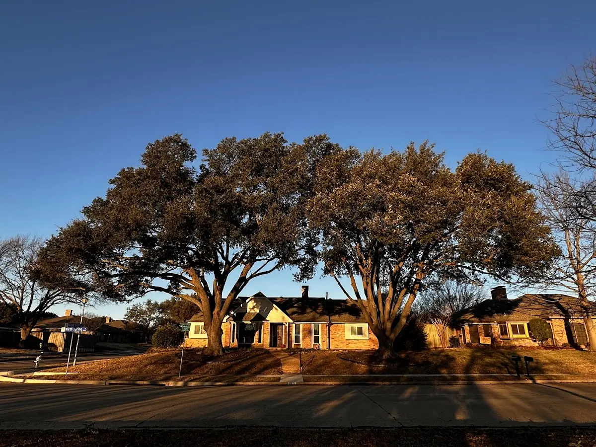 Established residential canopy tree shading a home in Farmersburg